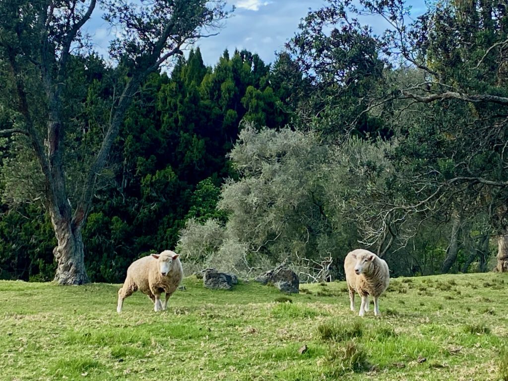 cornwall park auckland 2